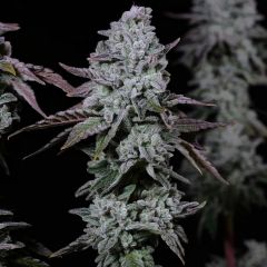 Ethos Genetics Banana Daddy IBL Automatic Hanfsamen Cannabisblüte
