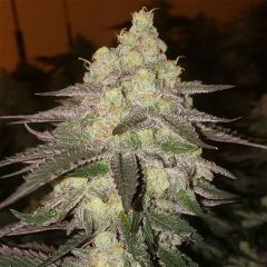 Ethos Genetics Banana Daddy RBX2 Hanfsamen Cannabisblüte