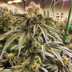 Ethos Genetics Dirty Banana Gen 1 Fast Feminisierte Blüte