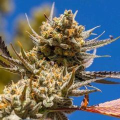 Ethos Genetics Lemon Berry Candy OG R2 Feminisierte Hanfsamen Cannabisblüte