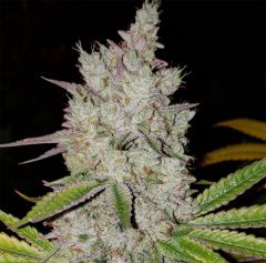 Ethos Genetics Lilac Diesel RBX2 Auto Hanfsamen Cannabisblüte