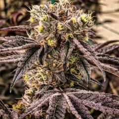 Ethos Genetics All MC Nuggets R1 Feminisierte Blüte