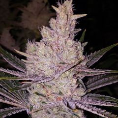 Ethos Genetics Orange Kush Cake R1 Feminisierte Hanfsamen Cannabisblüte