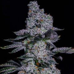 Ethos Genetics Pineapple Runtz Automatic Hanfsamen Cannabisblüte