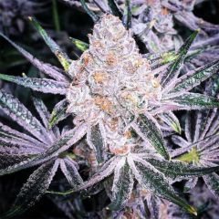 Ethos Genetics Purple Sunset RBX2 Feminisierte Hanfsamen Cannabisblüte
