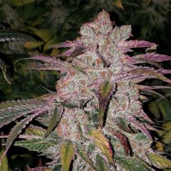 Ethos Genetics Purple Thai RBX1 Auto Hanfsamen Cannabisblüte