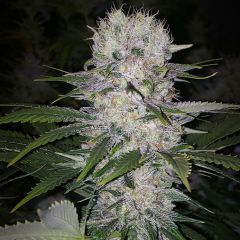 Ethos Genetics Skunk Hero RBX1 Feminisierte Hanfsamen Cannabisblüte