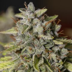 Eva Seeds Old Toby Feminiserte Hanfsamen Cannabisblüte