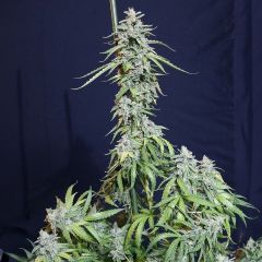 Eva Seeds Super Watermelon Automatic Hanfsamen Cannabisblüte
