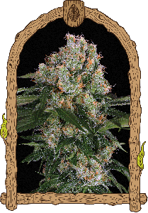 Exotic Seeds Artic Flurry Feminisierte Hanfsamen