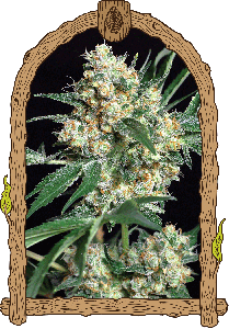 Exotic Seeds Honey Mints Feminisierte Hanfsamen