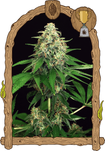 Exotic Seeds Mango Cream Feminisierte Hanfsamen