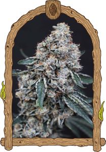 Exotic Seeds Quick Wash Feminisierte Hanfsamen Blüte