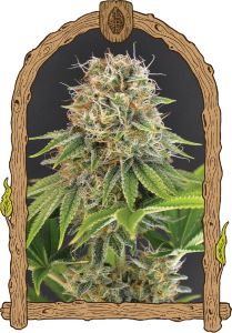 Exotic Seeds Wedding Monkey Feminisierte Hanfsamen Blüte