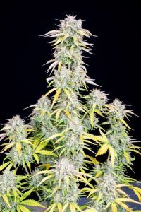 Original Big Bud Auto