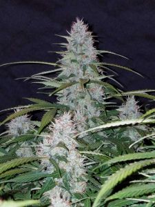 Fast Buds Californian Snow automatic Hanfsamen
