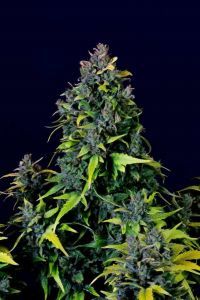 CBD Auto 20:1 Auto