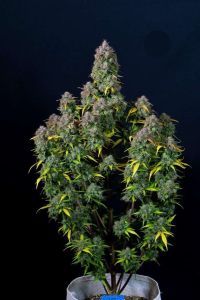 Cream Cookies Auto
