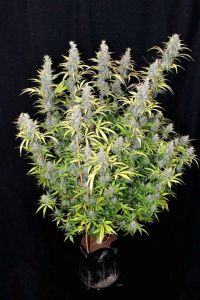 Fast Buds g14 automatic Hanfsamen