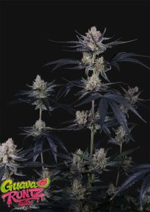 420 FastBuds Banana Purple Punch RF3 Automatic Hanfsamen