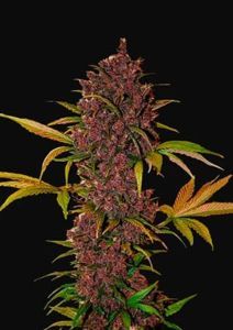 LSD-25 Auto
