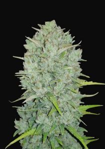 Original Northern Lights Auto