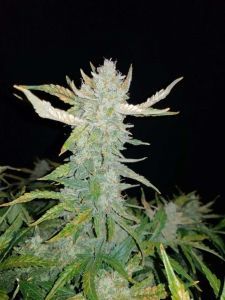 Fast Buds Rhino Ryder automatic Hanfsamen 