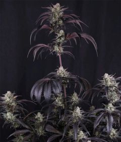 Strawberry Gorilla RF3 Auto