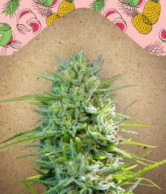 Female Seeds C99 Feminisierte Hanfsamen