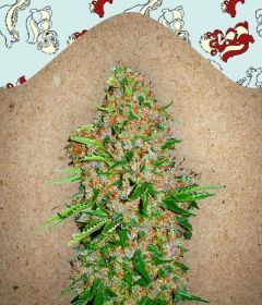 Female Seeds Skunk Special Feminisierte Hanfsamen