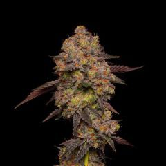 Barneys Farm Gary Payton Feminisierte Hanfsamen