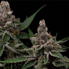 Green Bodhi Super Blue Haze Feminisierte Hanfsamen