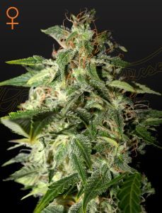 Greenhouse Seeds Afgooey feminisierte Hanfsamen