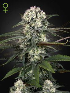 Greenhouse Seeds Auto-Bomb automatic Hanfsamen Blüte