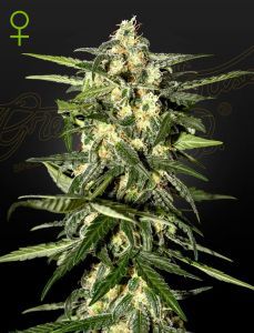 Jack Herer Automatic