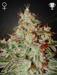 Lemon Skunk Feminisiert