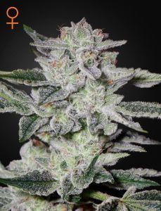 Sweet Valley Kush Feminisiert