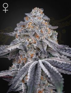 Greenhouse Seeds Velvet Moon feminisierte Hanfsamen