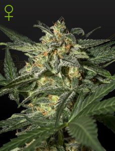 Greenhouse Seeds White Widow automatic Hanfsamen