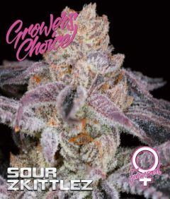 Sour Zkittlez Feminisiert