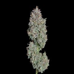 Happy Valley Genetics Easy Button Automatic Hanfsamen Blüte