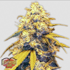 Strawberry Cake Auto