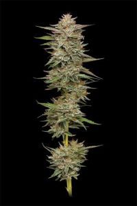 Humboldt Seeds Banana OG Feminisierte Hanfsamen Cannabisblüte