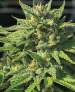 Bigfoot Glue Feminisiert
