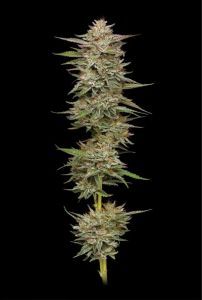 Humboldt Seed Co Banana OG Automatic Hanfsamen Cannabisblüte