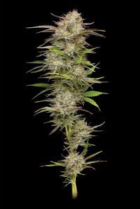 Humboldt Seed Co California Haze Feminisierte Hanfsamen Cannabisblüte