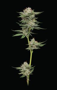 Durban Poison Auto