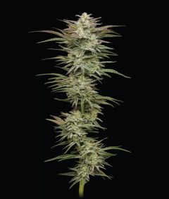 Humboldt Seeds Co Jelly Donutz Automatic Hanfsamen Cannabisblüte