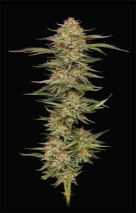 Humboldt Seed Co Orange Creampop Feminisierte Hanfsamen Cannabisblüte