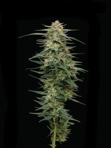 Raspberry Parfait Feminisiert